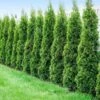 Degroot's Spire Thuja Arborvitae Tree 2 Degroot's Spire Thuja Arborvitae Tree -Fast-Growing-Trees Shop Arborvitae Degroots Sprie 600x600 41708b47 2d9d 4d9d abef b3f9940bb3df