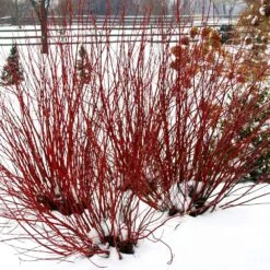 Arctic Fire® Red Twig Dogwood -Fast-Growing-Trees Shop Arctic Fire Twig Dogwood 5 FGT