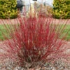 Arctic Fire® Red Twig Dogwood 2 Arctic Fire® Red Twig Dogwood -Fast-Growing-Trees Shop Arctic Fire Twig Dogwood FGT 600x600 b778e302 da34 46ed 927d 499b6bb85276