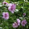 Ardens Rose Of Sharon Althea Shrub -Fast-Growing-Trees Shop Ardens Rose of Sharon FGT 600x600 457c9491 47ef 4aa0 8317 eab1882be387