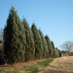 Drought-Tolerant Evergreen Tree -Fast-Growing-Trees Shop Arizona Cypress 2