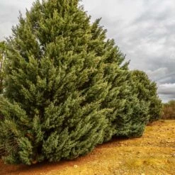 Drought-Tolerant Evergreen Tree -Fast-Growing-Trees Shop Arizona Cypress 7