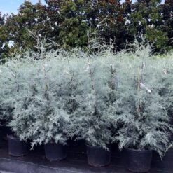 Drought-Tolerant Evergreen Tree -Fast-Growing-Trees Shop Arizona Cypress 9