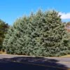 Drought-Tolerant Evergreen Tree -Fast-Growing-Trees Shop Arizona Cypress FGT 600x600 97a20f27 f655 4771 b5a4 28c50d4b431e
