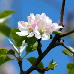 Arkansas Black Apple Tree -Fast-Growing-Trees Shop Arkansas Black Apple 4
