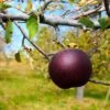 Arkansas Black Apple Tree -Fast-Growing-Trees Shop Arkansas Black Apple FGT 600x600 c762cb28 becc 4175 b4c0 ef159f63a717