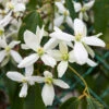 Armandii Snowdrift Clematis -Fast-Growing-Trees Shop Armondii Clematis FGT 600x600 c5009805 b21d 4f1c 9ab4 739096810d61