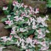 Snow-N-Summer™ Asiatic Jasmine Shrub -Fast-Growing-Trees Shop Asiatic Jasmine Snow N Summer FGT 600x600 22d8e519 3cfa 4696 bfcf 824e6e17d245