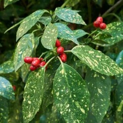 Japanese Gold Dust Aucuba Shrub -Fast-Growing-Trees Shop Aucuba Japonica Gold Dust 2 FGT
