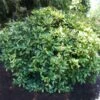 Japanese Gold Dust Aucuba Shrub -Fast-Growing-Trees Shop Aucuba Japonica Gold Dust 600x600 5fbb13f8 57d7 41a4 8038 4f2d1c089017