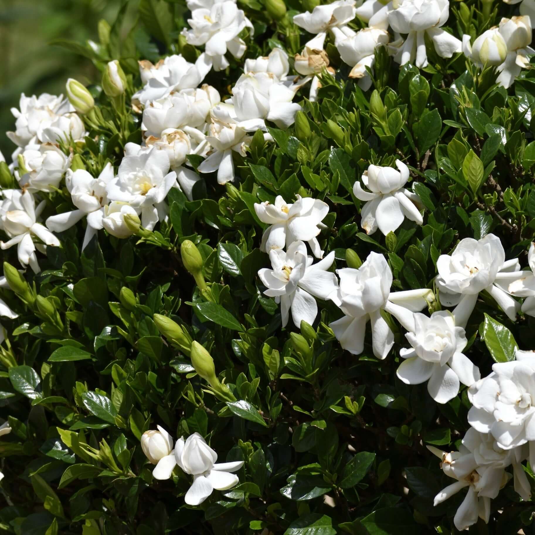 Front Page 54 Front Page -Fast-Growing-Trees Shop August Beauty Gardenia Shrub