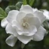 August Beauty Gardenia Shrub -Fast-Growing-Trees Shop August Beauty Gardenia 2 FGT