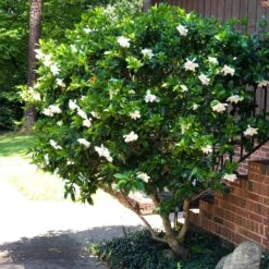August Beauty Gardenia Shrub -Fast-Growing-Trees Shop August Beauty Gardenia 3 FGT