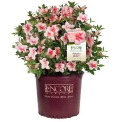 Autumn Belle® Encore® Azalea Shrub 12 Autumn Belle® Encore® Azalea Shrub -Fast-Growing-Trees Shop Autumn Belle Encore Azalea 1