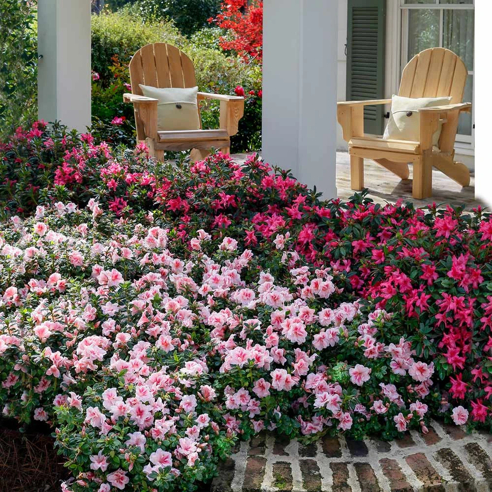 Autumn Belle® Encore® Azalea Shrub 4 Autumn Belle® Encore® Azalea Shrub - Image 2