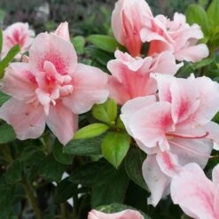 Autumn Belle® Encore® Azalea Shrub 10 Autumn Belle® Encore® Azalea Shrub -Fast-Growing-Trees Shop Autumn Belle Encore Azalea FGT 3