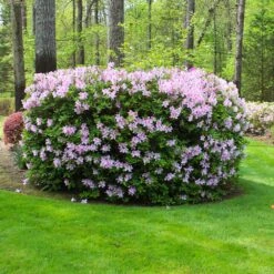 Autumn Belle® Encore® Azalea Shrub 11 Autumn Belle® Encore® Azalea Shrub -Fast-Growing-Trees Shop Autumn Belle Encore Azalea FGT 5