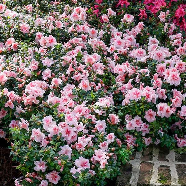 Autumn Belle® Encore® Azalea Shrub 3 Autumn Belle® Encore® Azalea Shrub