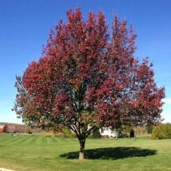 Autumn Blaze Flowering Pear Tree -Fast-Growing-Trees Shop Autumn Blaze Flowering Pear 4