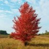 Autumn Blaze Flowering Pear Tree -Fast-Growing-Trees Shop Autumn Blaze Pear 600x600 FGT