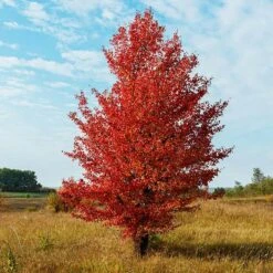 Autumn Blaze Flowering Pear Tree