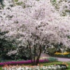 Autumn Cherry Tree -Fast-Growing-Trees Shop Autumn Cherry FGT 600x600 0a00e24a 5b3d 4b30 baff 43950c877f56