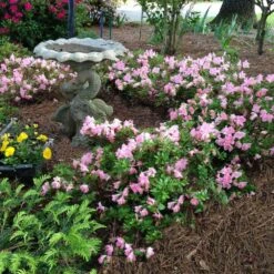 Autumn Debutante® Encore® Azalea 10 Autumn Debutante® Encore® Azalea -Fast-Growing-Trees Shop Autumn Debutante Encore 1