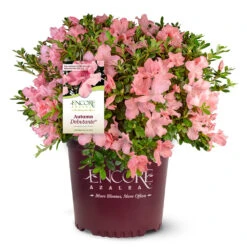 Autumn Debutante® Encore® Azalea 12 Autumn Debutante® Encore® Azalea -Fast-Growing-Trees Shop Autumn Debutante Encore 4