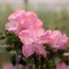 Autumn Debutante® Encore® Azalea 1 Autumn Debutante® Encore® Azalea -Fast-Growing-Trees Shop Autumn Debutante Encore FGT 600x600 35b13a59 d650 4ece bdbc dda26d308139