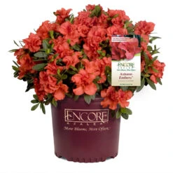 Autumn Embers® Encore® Azalea -Fast-Growing-Trees Shop Autumn Embers Azalea 1