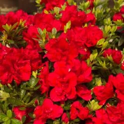 Autumn Bonfire® Encore® Azalea 8 Autumn Bonfire® Encore® Azalea -Fast-Growing-Trees Shop Autumn Encore Bonfire Azaleas 1