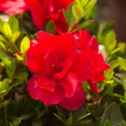 Autumn Bonfire® Encore® Azalea 9 Autumn Bonfire® Encore® Azalea -Fast-Growing-Trees Shop Autumn Encore Bonfire Azaleas 3