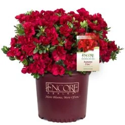 Autumn Fire® Encore® Azalea Shrub 12 Autumn Fire® Encore® Azalea Shrub -Fast-Growing-Trees Shop Autumn Fire Encore Azalea 1