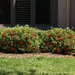 Autumn Fire® Encore® Azalea Shrub 11 Autumn Fire® Encore® Azalea Shrub -Fast-Growing-Trees Shop Autumn Fire Encore Azalea 6
