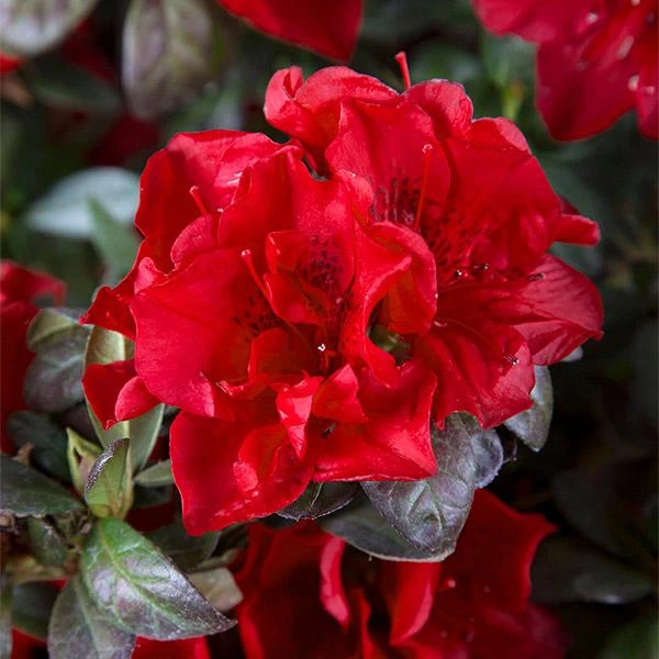 Autumn Fire® Encore® Azalea Shrub 3 Autumn Fire® Encore® Azalea Shrub