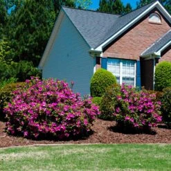 Autumn Royalty® Encore® Azalea 9 Autumn Royalty® Encore® Azalea -Fast-Growing-Trees Shop Autumn Royalty Encore Azalea 5