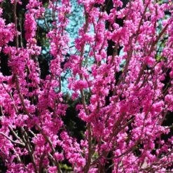 Avondale Redbud Tree -Fast-Growing-Trees Shop Avodale redbud 2