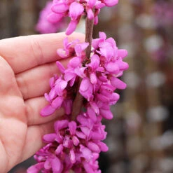 Avondale Redbud Tree -Fast-Growing-Trees Shop Avodale redbud 4