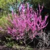 Avondale Redbud Tree -Fast-Growing-Trees Shop Avodale redbud 600x600 9550c077 73be 4508 bea5 1dbcdac61e50