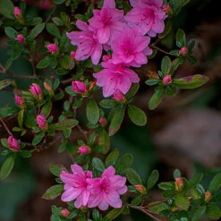 Karen Azalea Shrub -Fast-Growing-Trees Shop Azalea Karen 1
