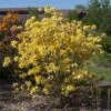 Lemon Lights Azalea Shrub -Fast-Growing-Trees Shop Azalea Lemon lights 600x600 11de04c7 d0fc 4c69 8949 ec1fde04f612