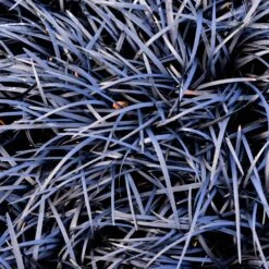 Black Mondo Grass 8 Black Mondo Grass -Fast-Growing-Trees Shop BLack Mondo Grass 1 FGT