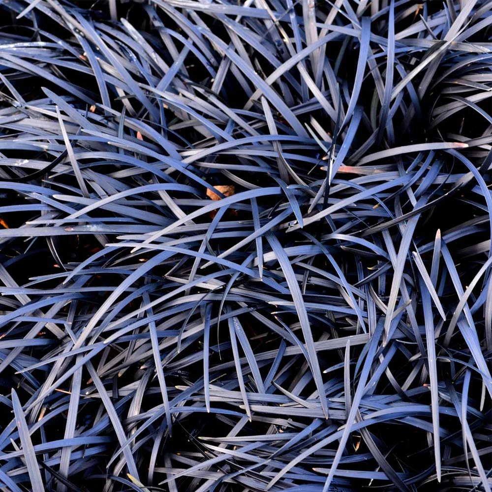 Black Mondo Grass 5 Black Mondo Grass - Image 3