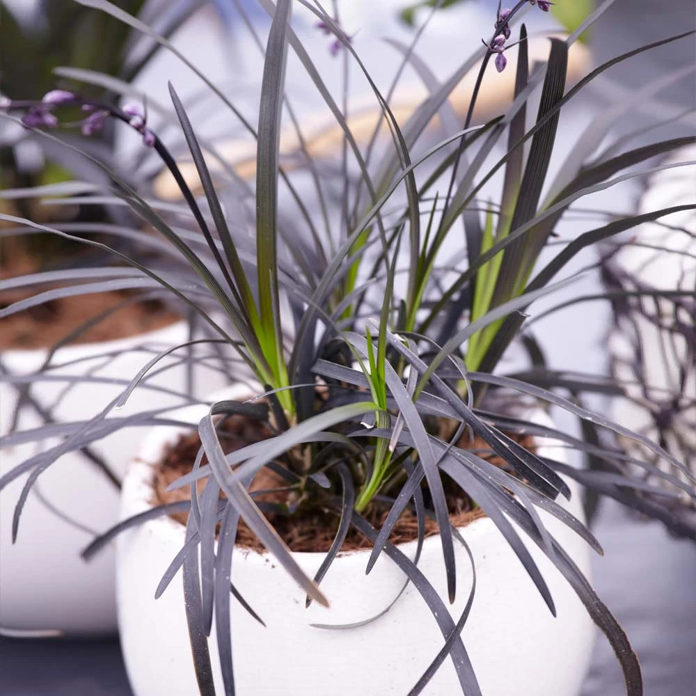 Black Mondo Grass 6 Black Mondo Grass - Image 4