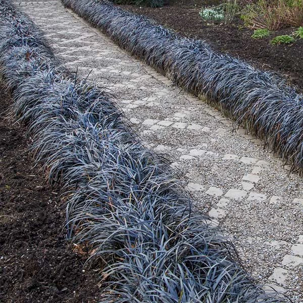 Black Mondo Grass 3 Black Mondo Grass