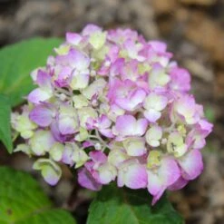 Endless Summer® BloomStruck® Hydrangea Shrub -Fast-Growing-Trees Shop BLoomstruck hydrangea 2