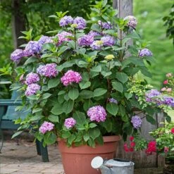 Endless Summer® BloomStruck® Hydrangea Shrub -Fast-Growing-Trees Shop BLoomstruck hydrangea 3