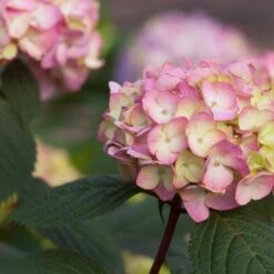 Endless Summer® BloomStruck® Hydrangea Shrub -Fast-Growing-Trees Shop BLoomstruck hydrangea 5