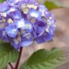 Endless Summer® BloomStruck® Hydrangea Shrub -Fast-Growing-Trees Shop BLoomstruck hydrangea FGT 600x600 155250d6 91ba 40b2 8391 490996a540c2