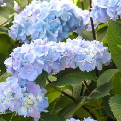Blue Enchantress® Hydrangea -Fast-Growing-Trees Shop BLue Enchantress Hydrangea 1 BB